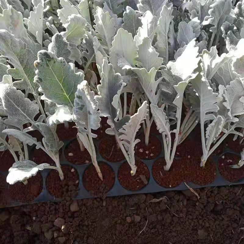 云南银叶菊苗，基地直销各种盆栽，地栽，绿化工程