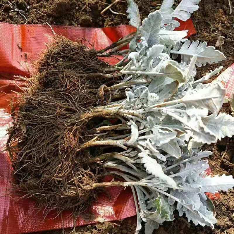 云南银叶菊苗，基地直销各种盆栽，地栽，绿化工程