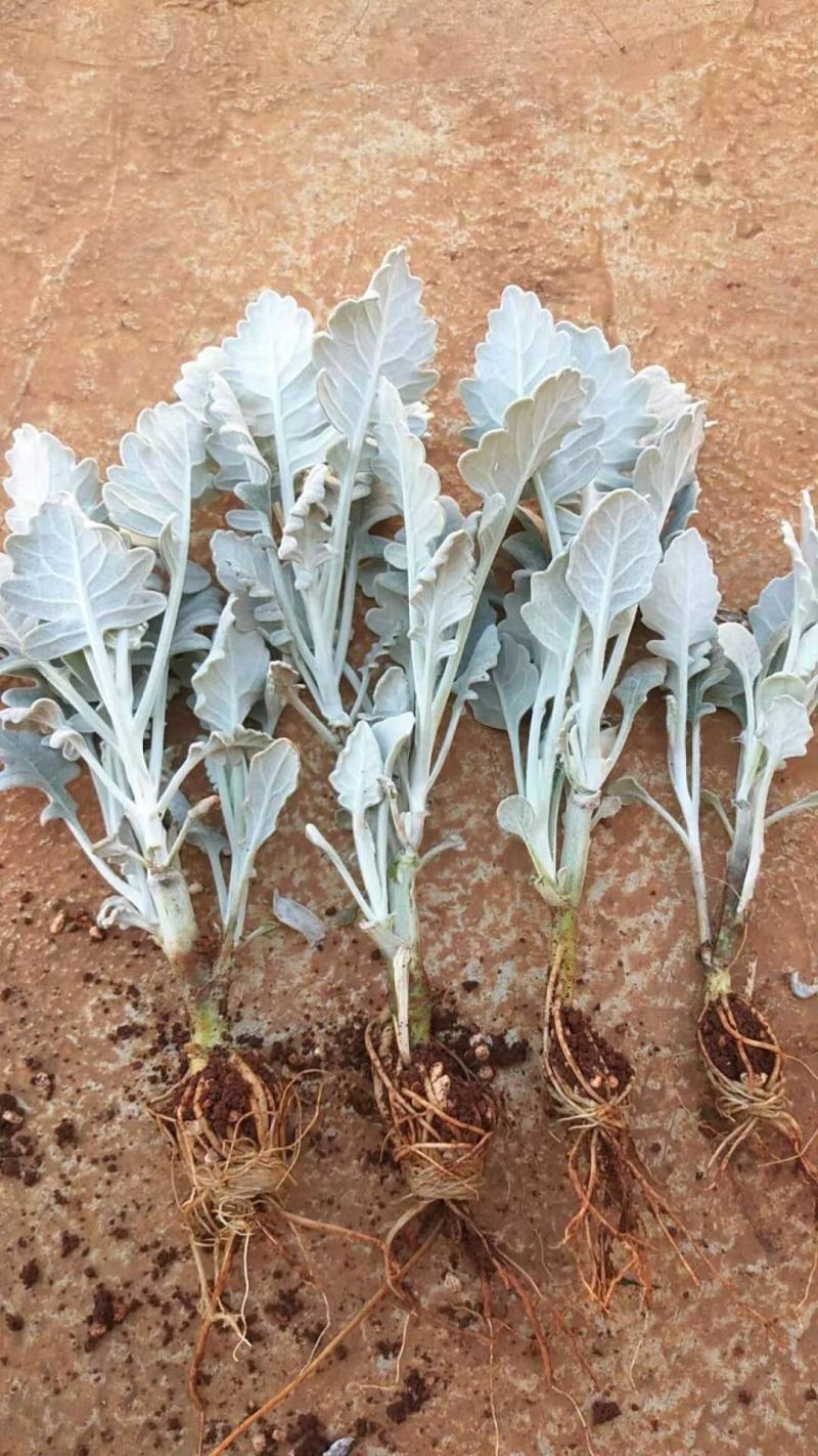云南银叶菊苗，基地直销各种盆栽，地栽，绿化工程