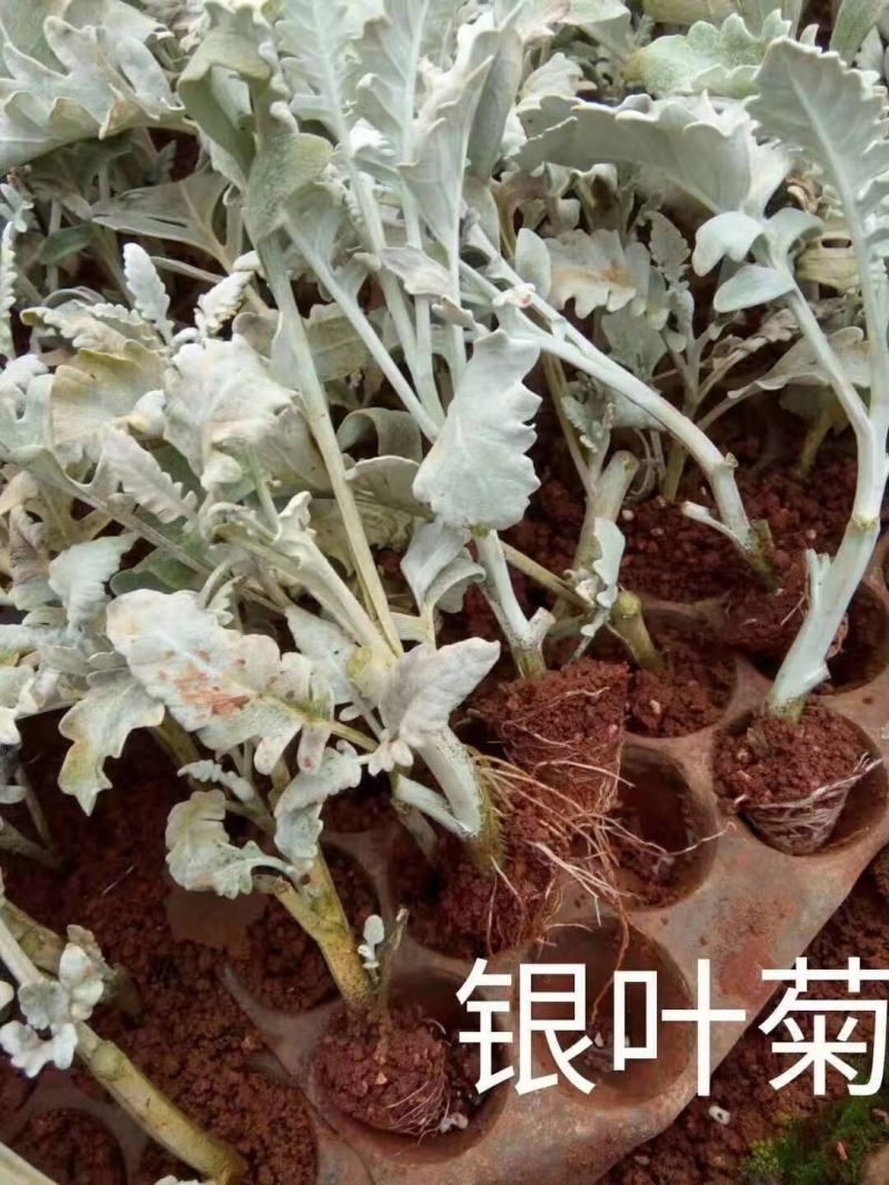云南银叶菊苗，基地直销各种盆栽，地栽，绿化工程
