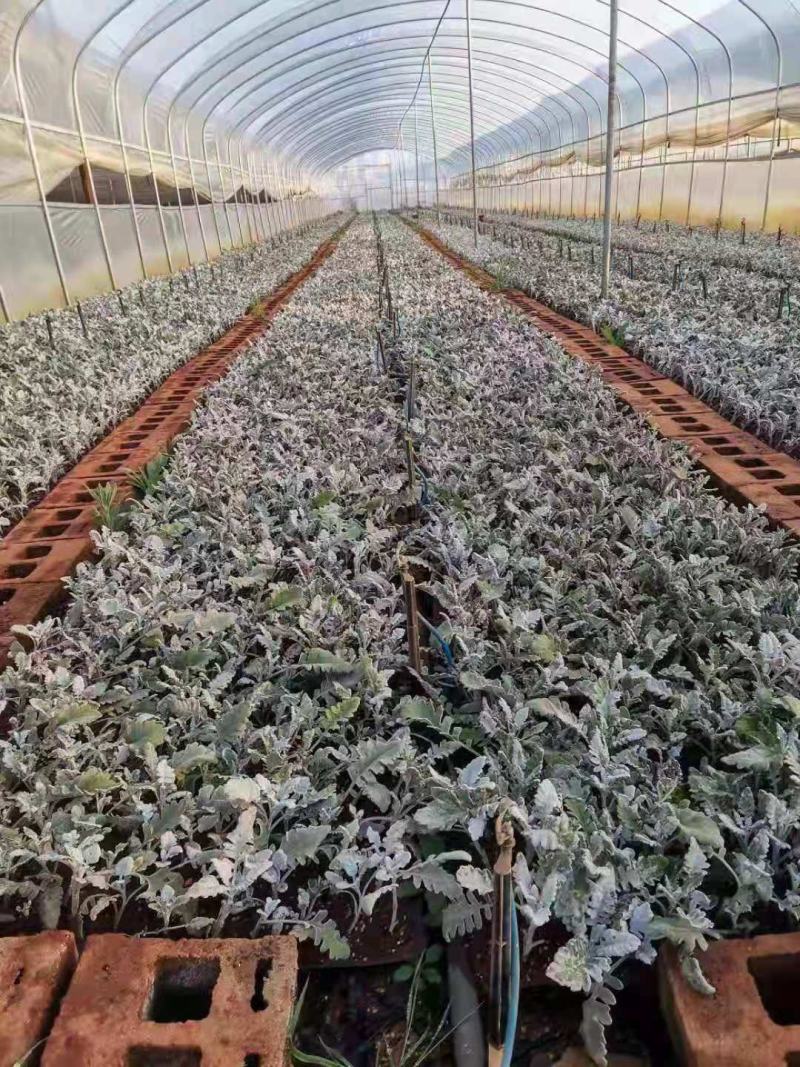 云南银叶菊苗，基地直销各种盆栽，地栽，绿化工程