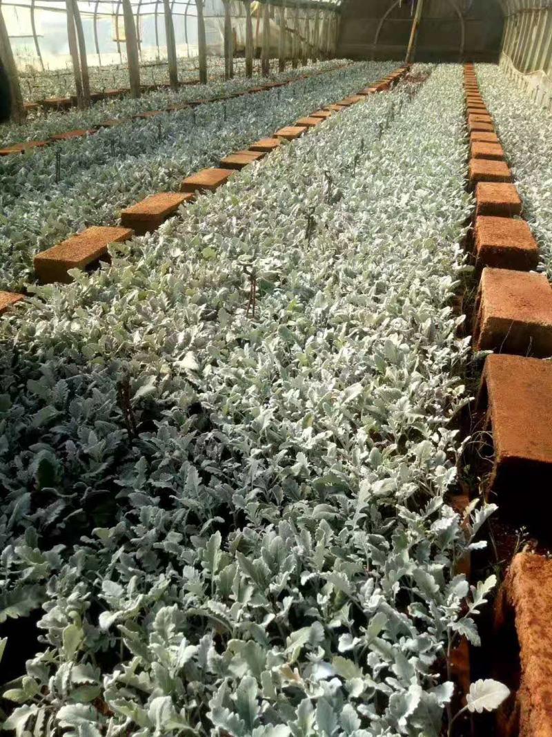 云南银叶菊苗，基地直销各种盆栽，地栽，绿化工程