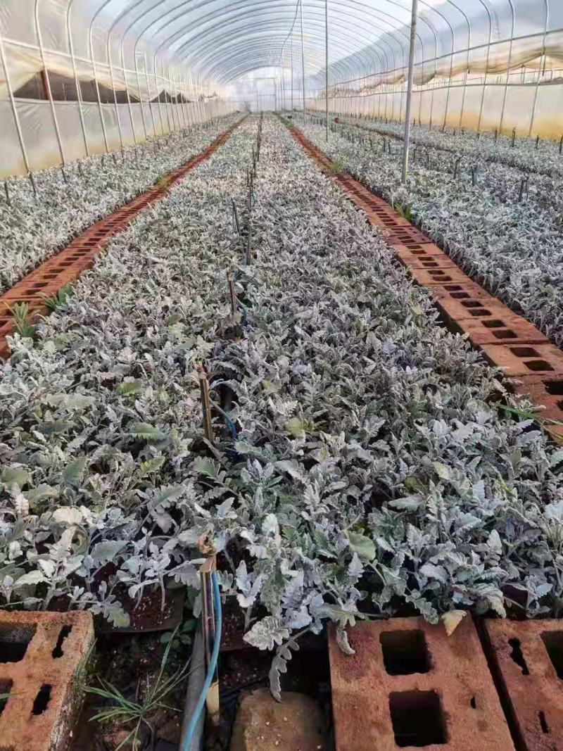 云南银叶菊苗，基地直销各种盆栽，地栽，绿化工程