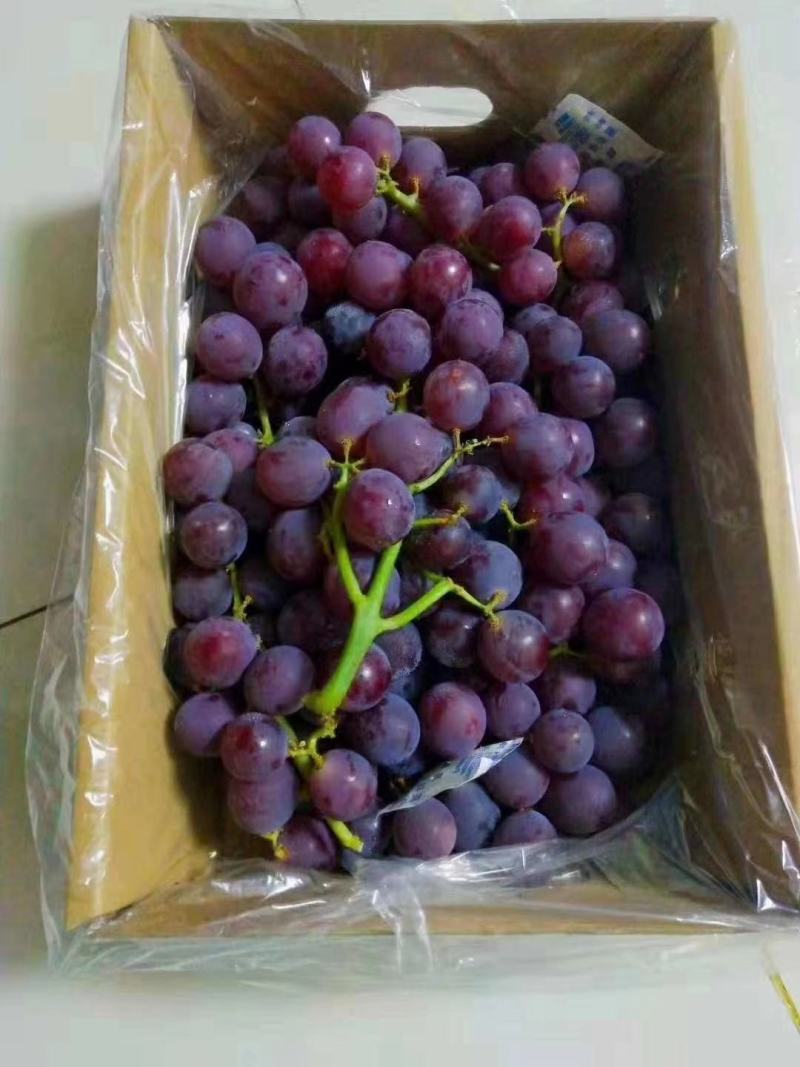大量供应礼品盒葡萄，量大价格便宜基地直发