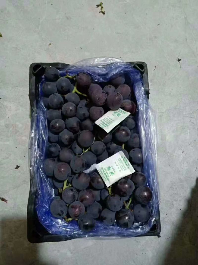 大量供应礼品盒葡萄，量大价格便宜基地直发