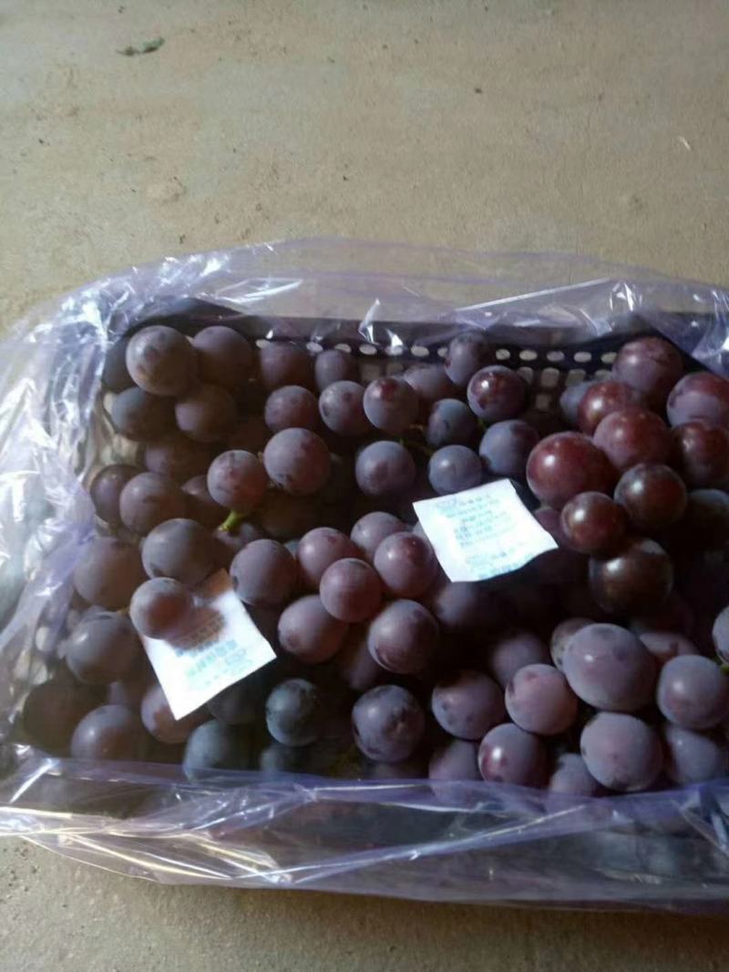 大量供应礼品盒葡萄，量大价格便宜基地直发