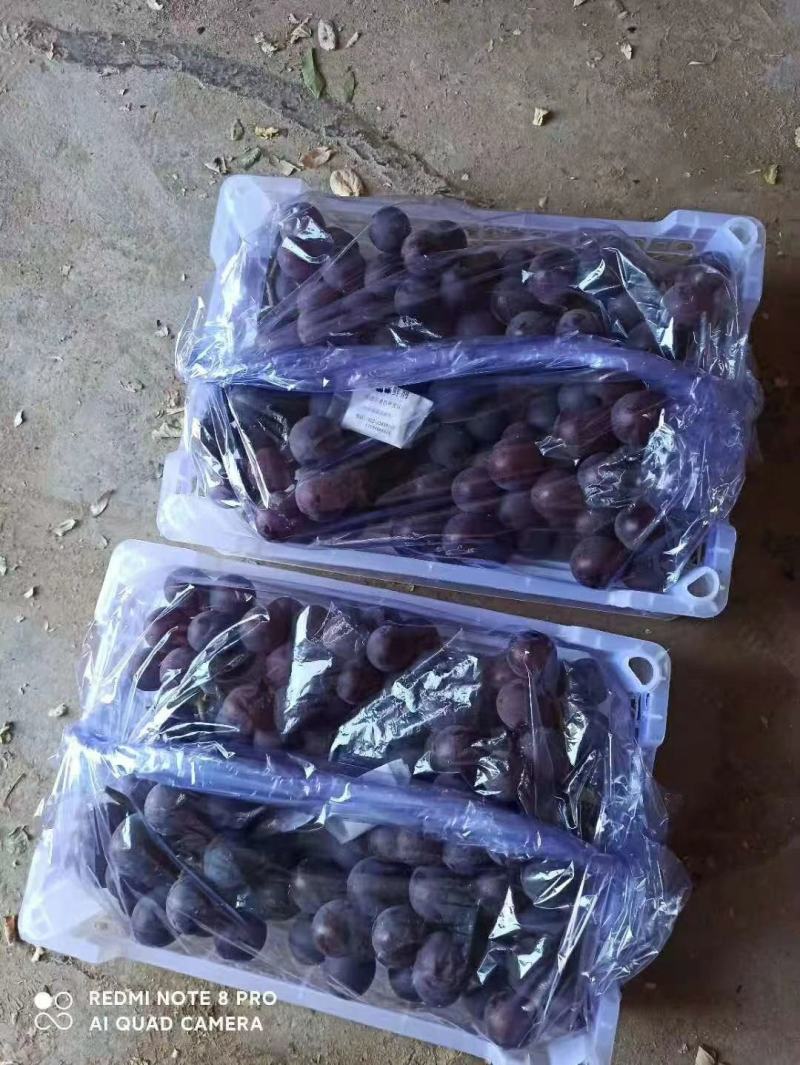 大量供应礼品盒葡萄，量大价格便宜基地直发