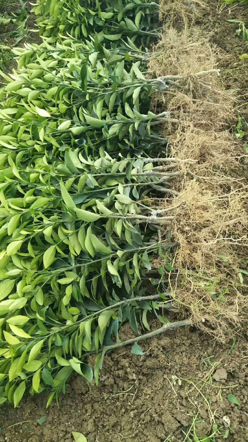 东方红橘苗，质量保证，价格优惠东方红橘苗，质量保证，价格