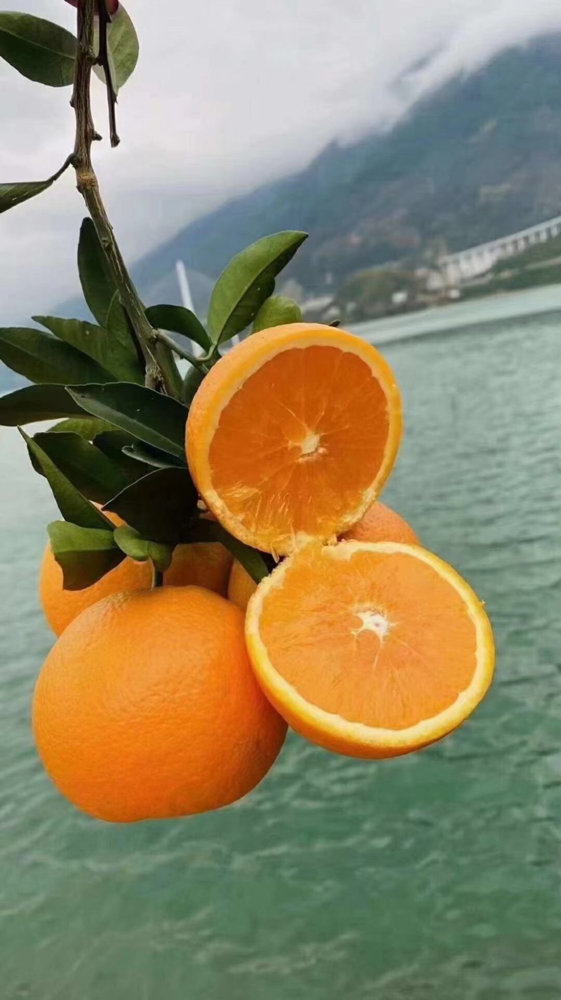 【秭归橙子】湖北脐橙纽荷尔脐橙品质高一手货源长期供货