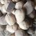 陕北沙地土豆226丽薯大量出售各种土豆可视频看货