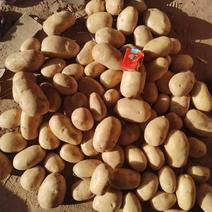 陕北沙地土豆226丽薯大量出售各种土豆可视频