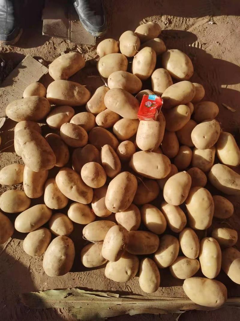 陕北沙地土豆226丽薯大量出售各种土豆可视频看货