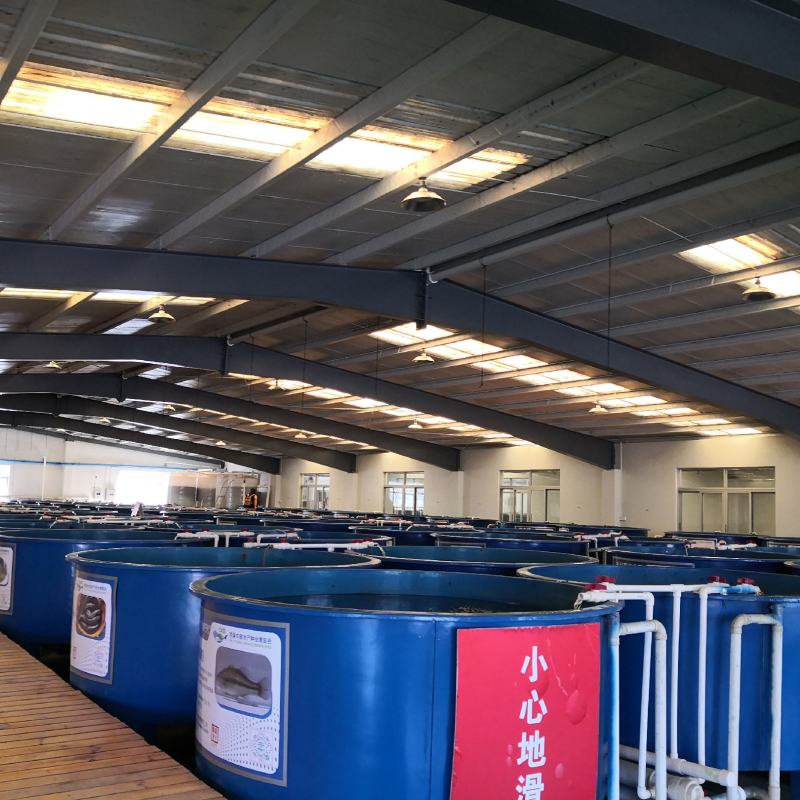 人工养殖基地（草龟）