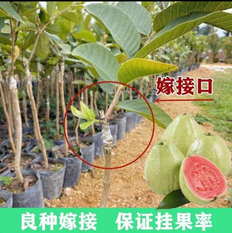 番石榴苗台湾红宝石苗珍珠番石榴苗品种保证可签合同