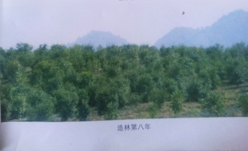 两年生良种嫁接油茶中杯苗，造林见效快，成活率高
