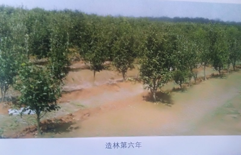 两年生良种嫁接油茶中杯苗，造林见效快，成活率高