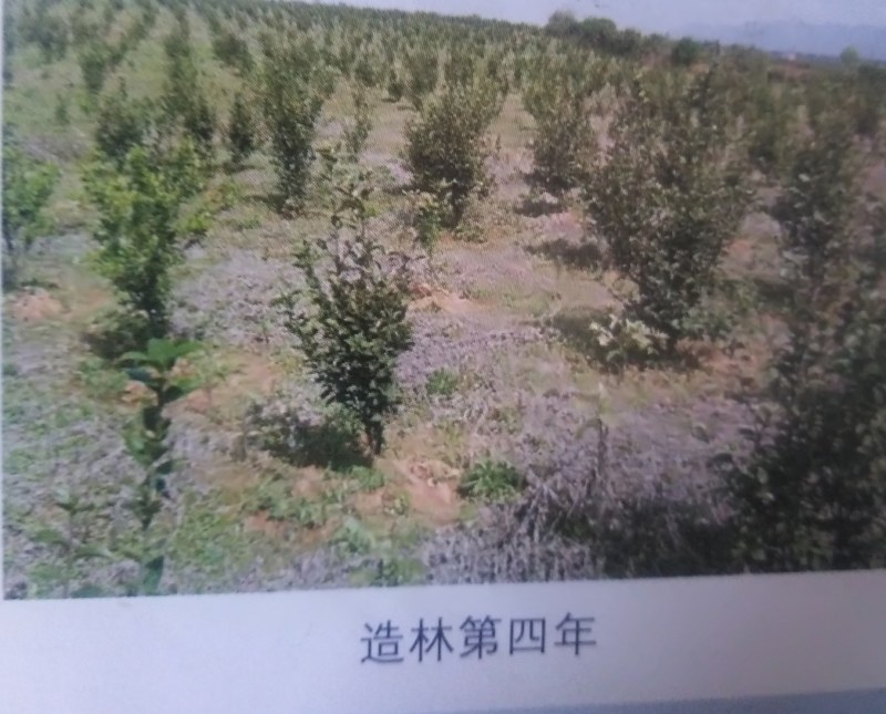 两年生良种嫁接油茶中杯苗，造林见效快，成活率高