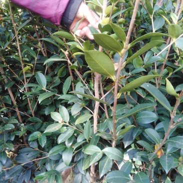两年生良种嫁接油茶中杯苗，造林见效快，成活率高