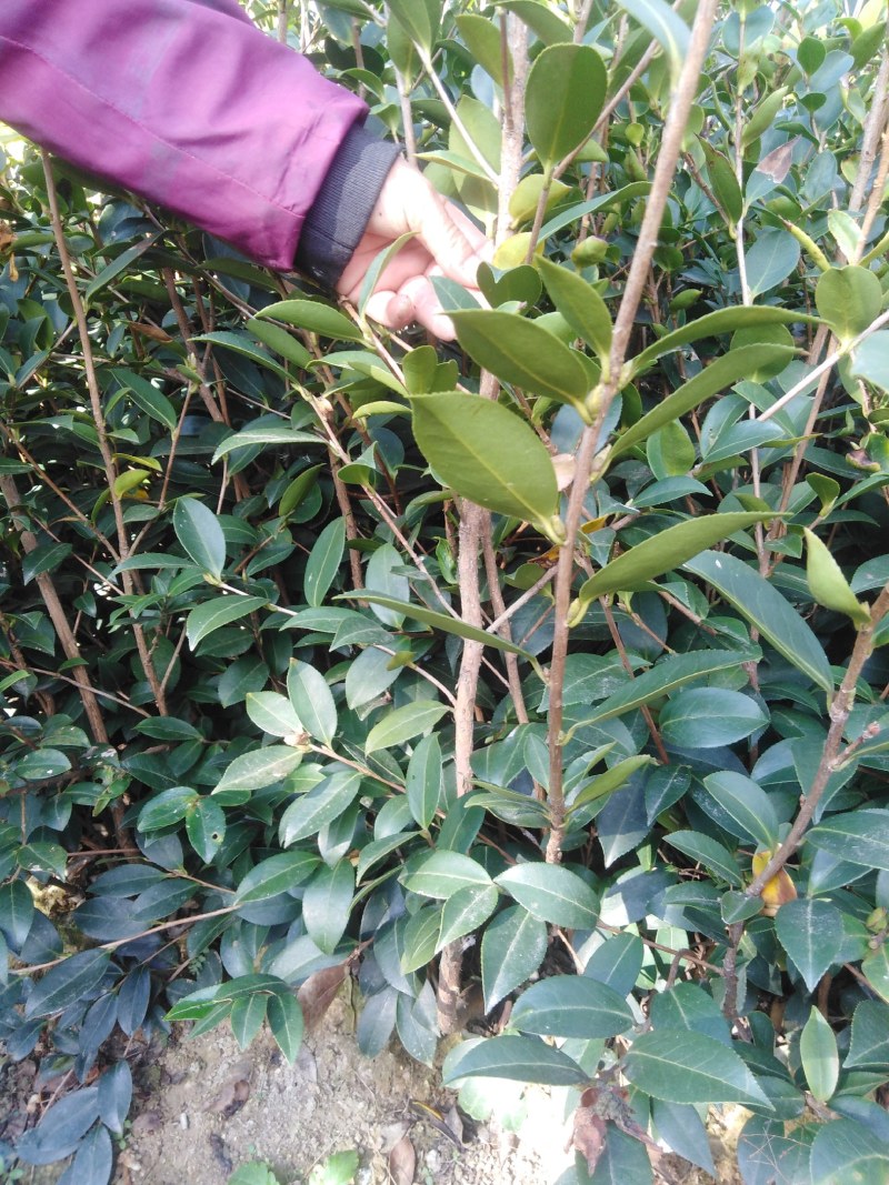 两年生良种嫁接油茶中杯苗，造林见效快，成活率高