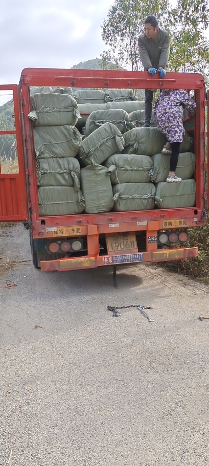 干桑叶青桑叶青干桑叶霜桑叶新鲜晒干长期大量供应