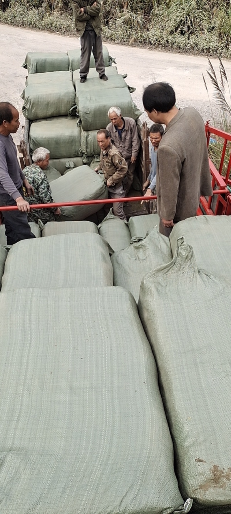 干桑叶青桑叶青干桑叶霜桑叶新鲜晒干长期大量供应