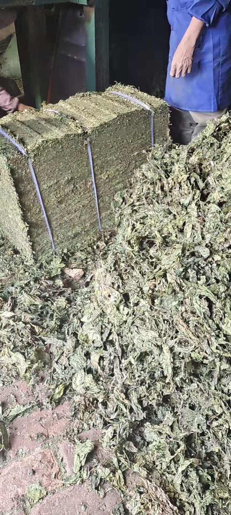 干桑叶青桑叶青干桑叶霜桑叶新鲜晒干长期大量供应