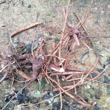 中药材（野生）苦参现买现挖基地植供