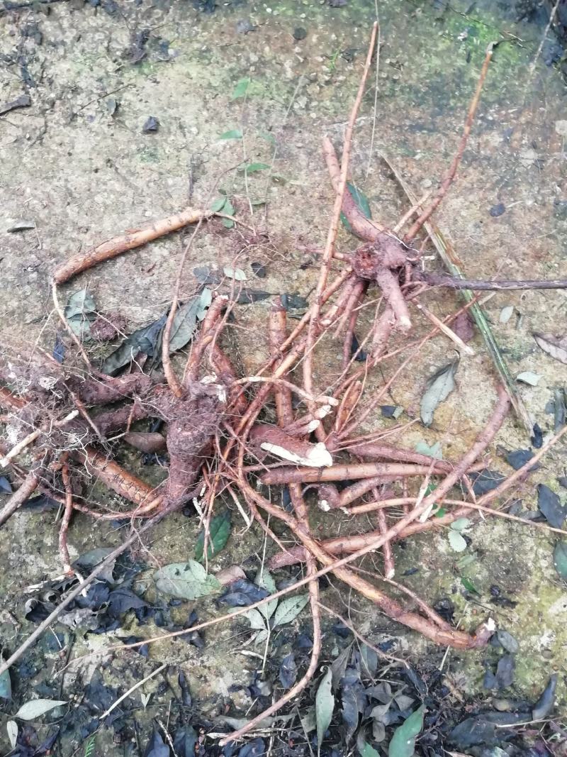 中药材（野生）苦参现买现挖基地植供