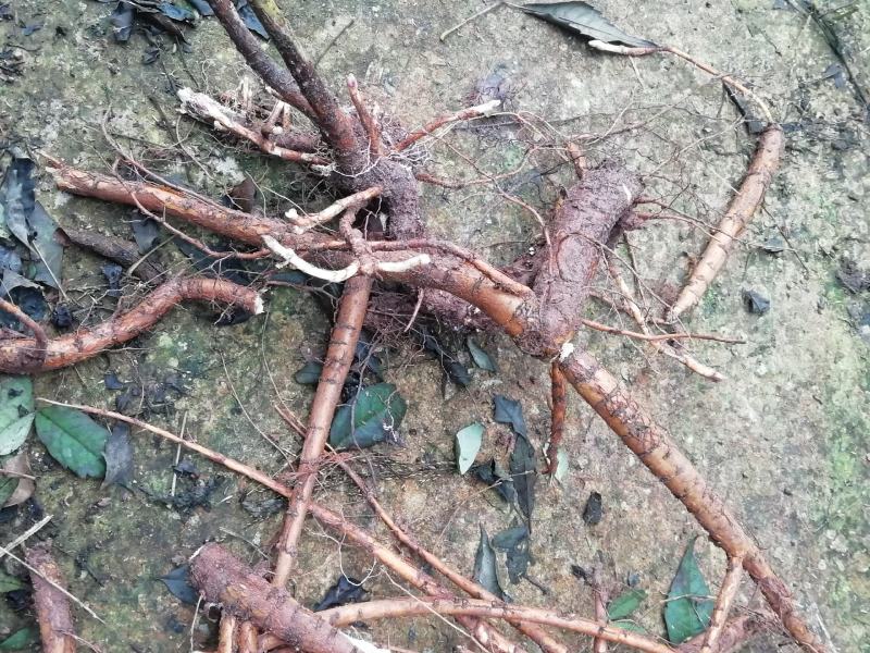 中药材（野生）苦参现买现挖基地植供