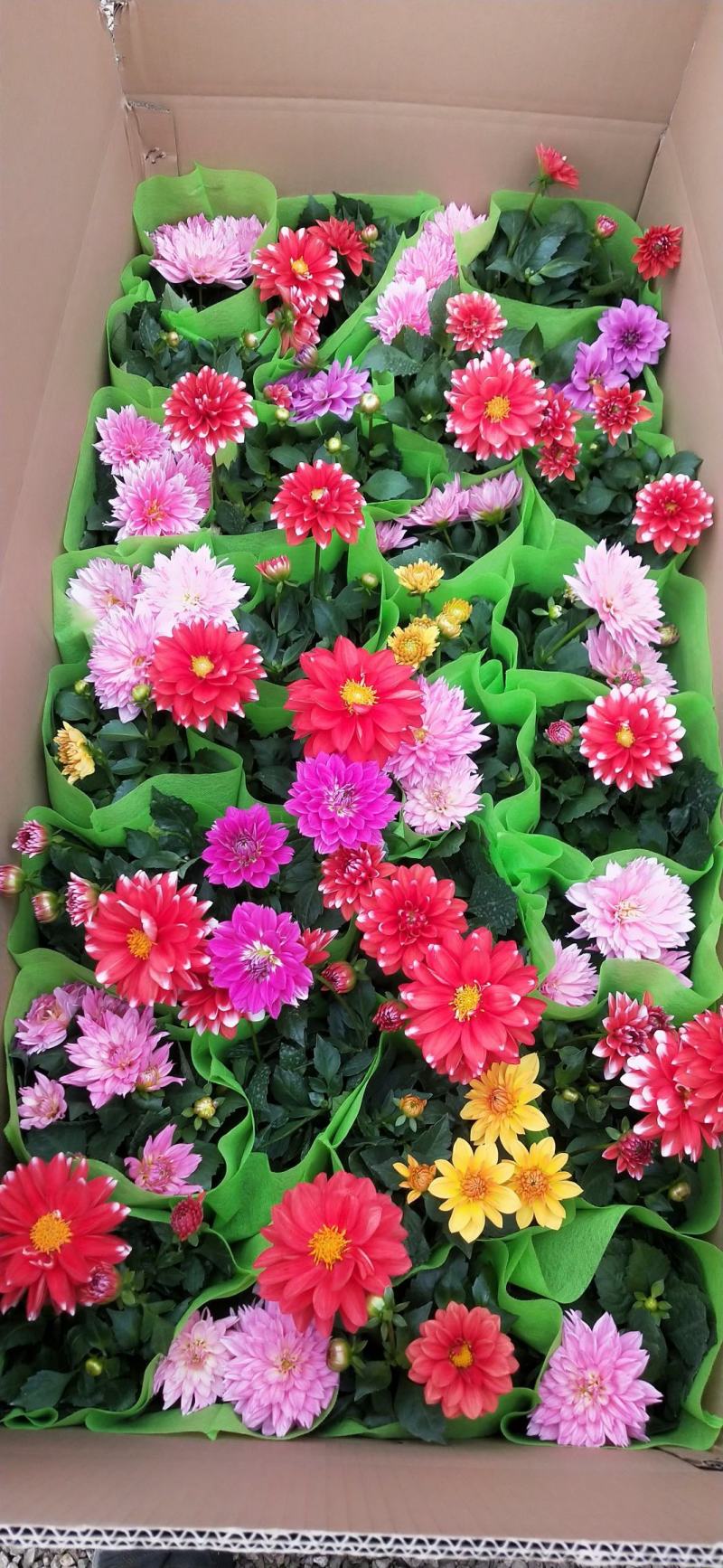 开花，小丽花，量大，基地直发可视频看货量大价优