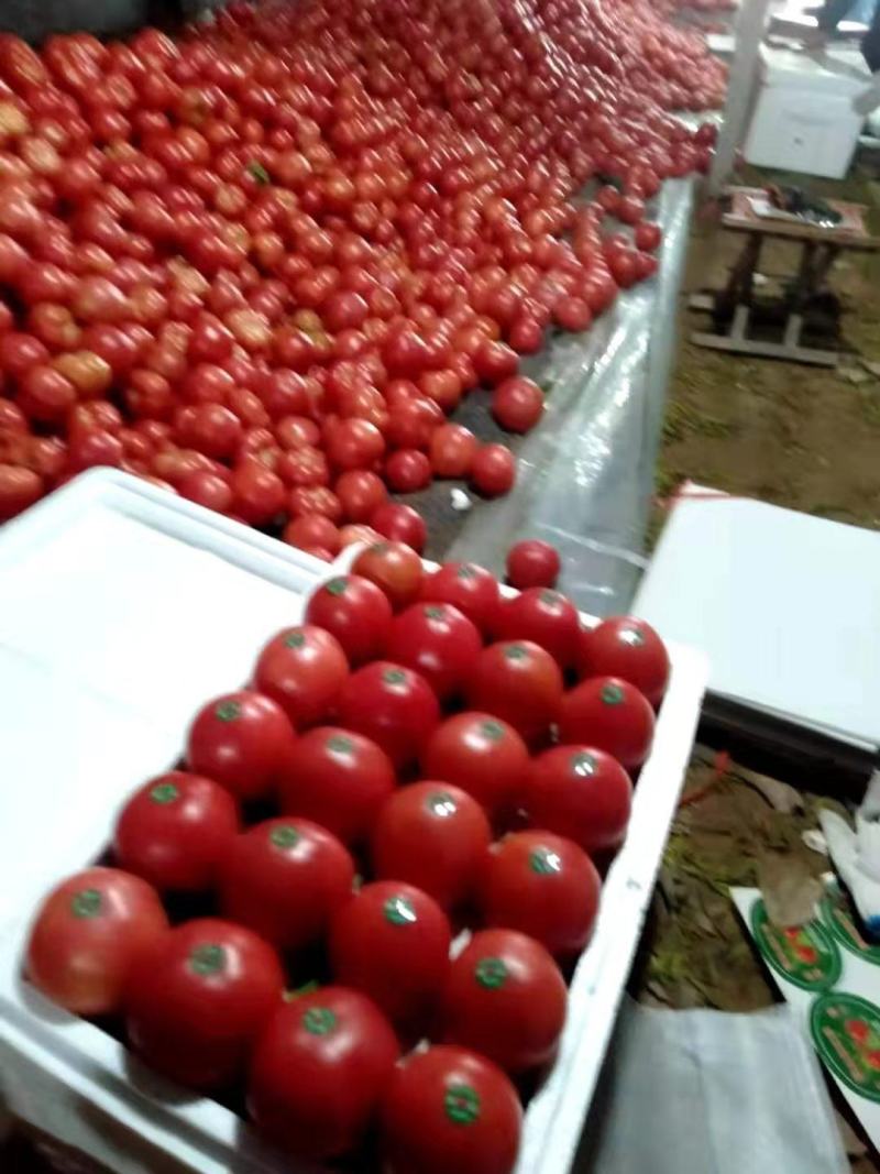 禹城硬粉西红柿大量有货