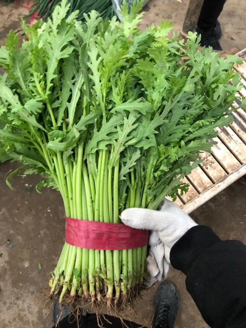 本地茼蒿量大，质量好