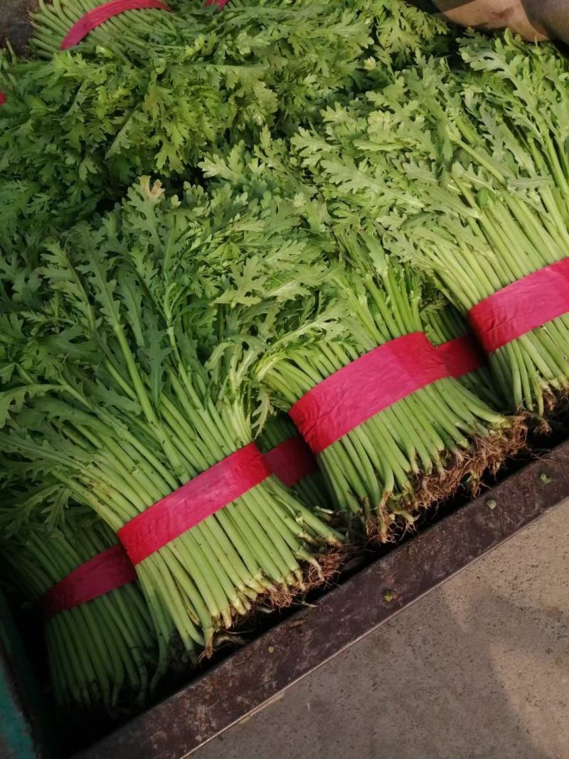 本地茼蒿量大，质量好