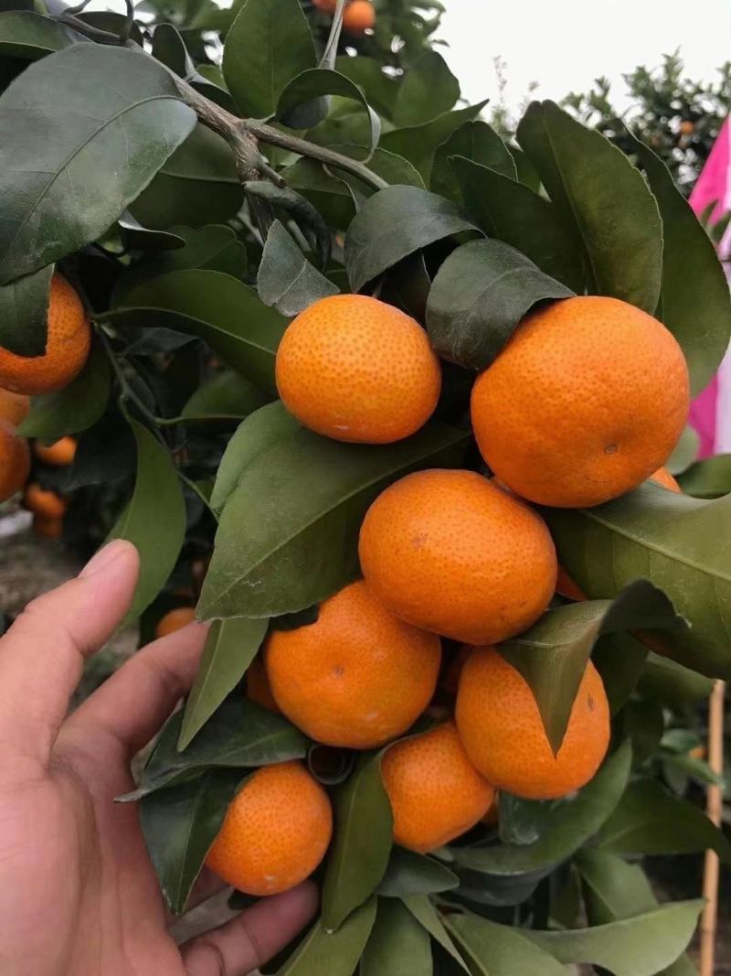 精品沙糖桔，荔浦沙糖桔，货源充足量大从优大量发售