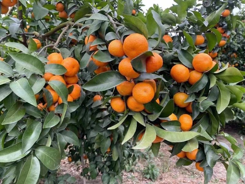 精品沙糖桔，荔浦沙糖桔，货源充足量大从优大量发售
