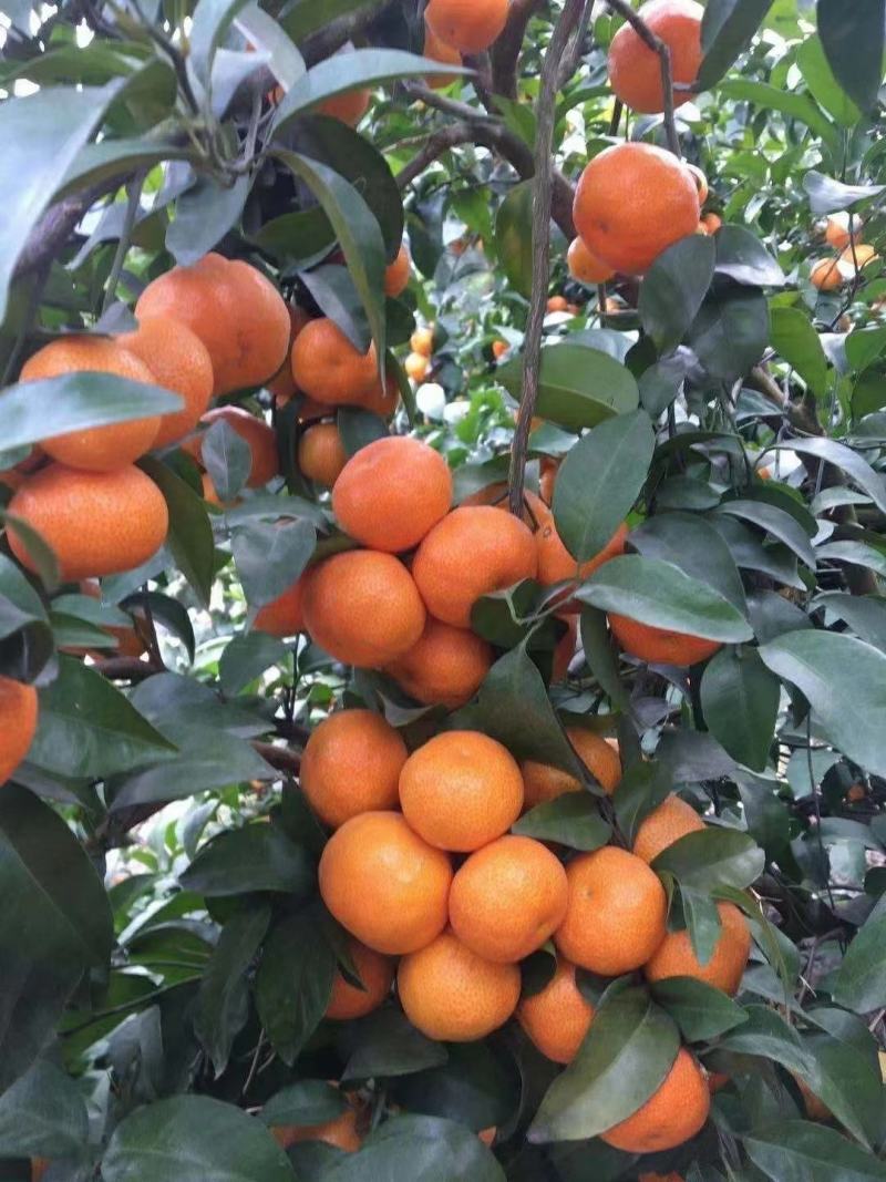 精品沙糖桔，荔浦沙糖桔，货源充足量大从优大量发售