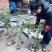 金丝楠木苗，小叶桢楠苗价格便宜