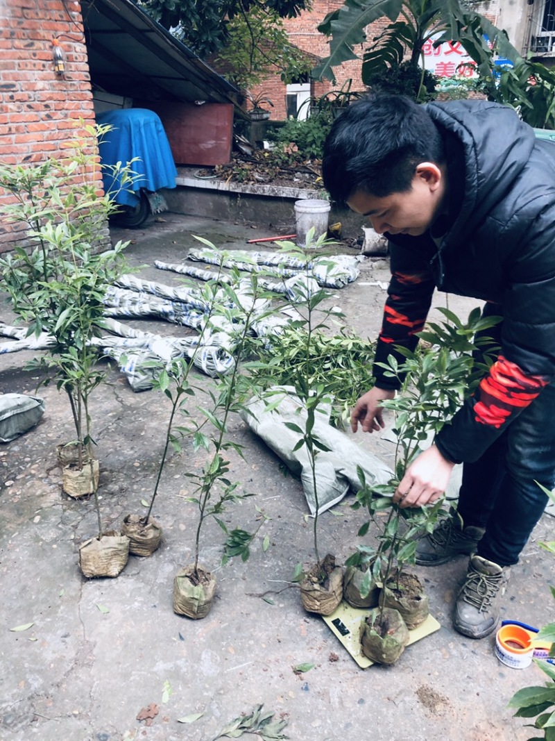 金丝楠木苗，小叶桢楠苗价格便宜