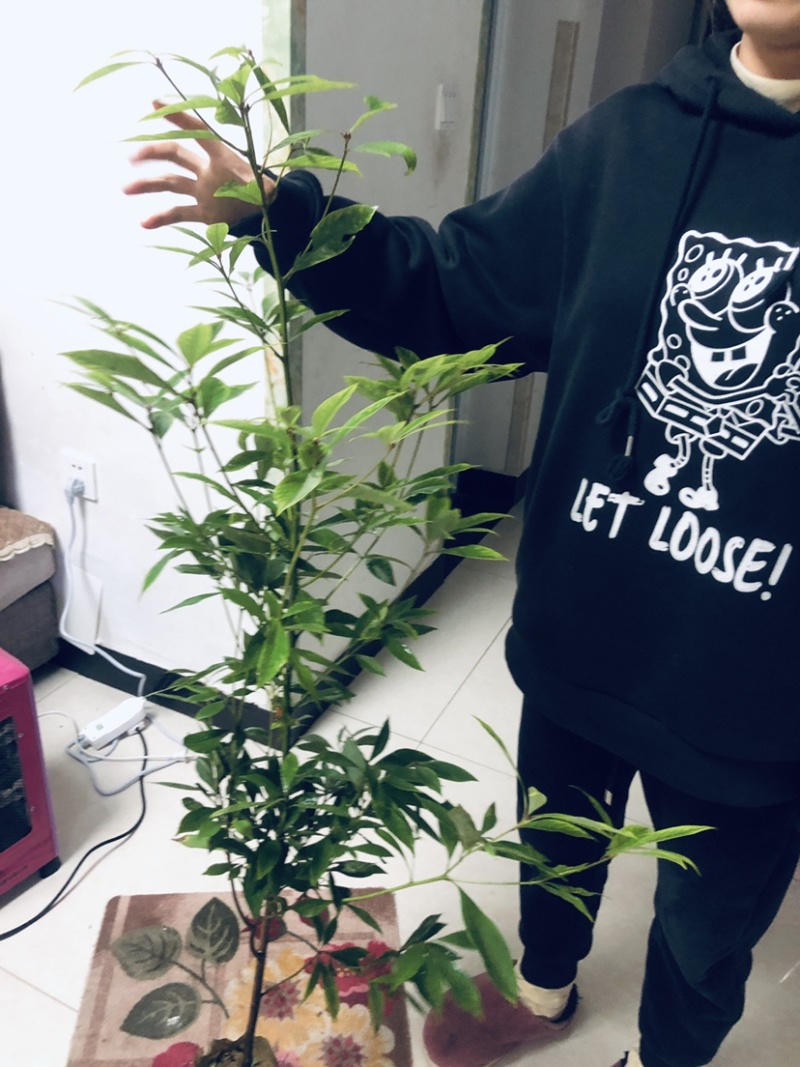 金丝楠木苗，小叶桢楠苗价格便宜