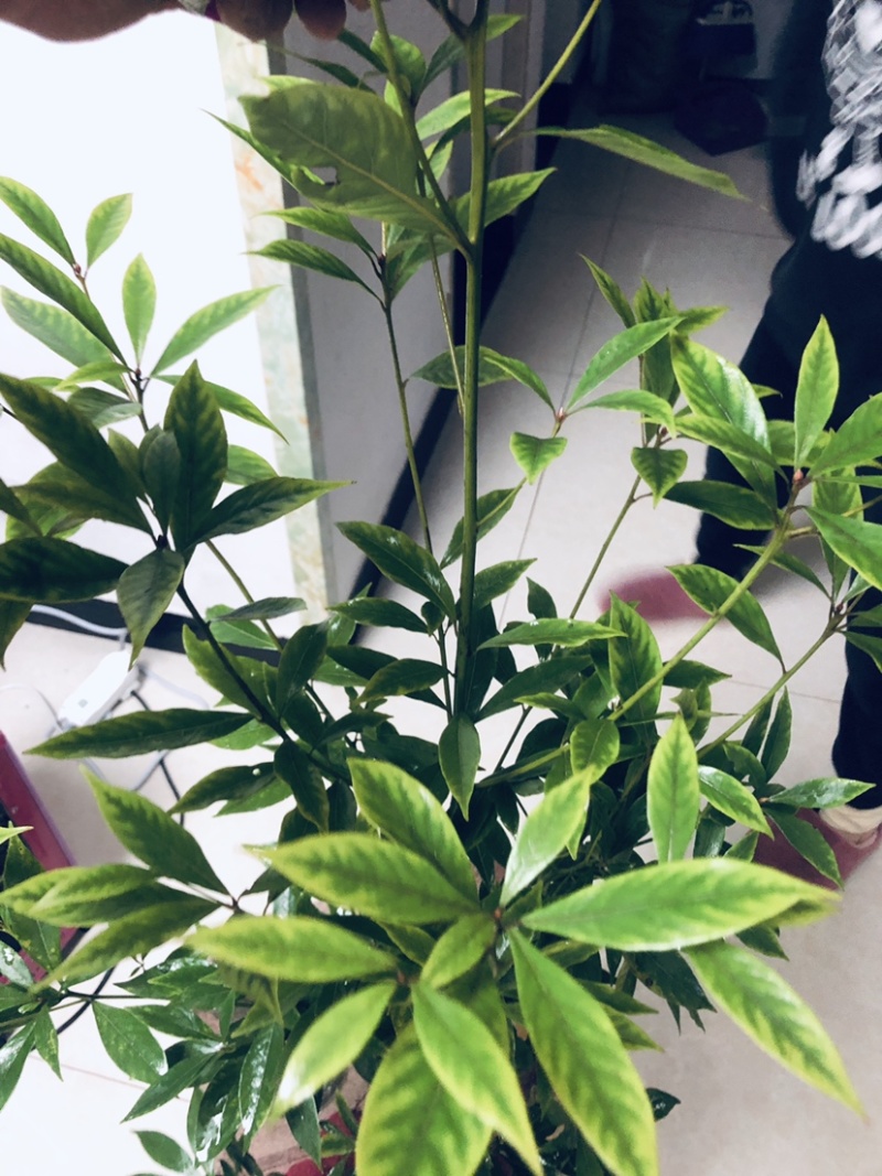 金丝楠木苗，小叶桢楠苗价格便宜