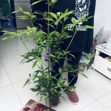 金丝楠木苗，小叶桢楠苗价格便宜