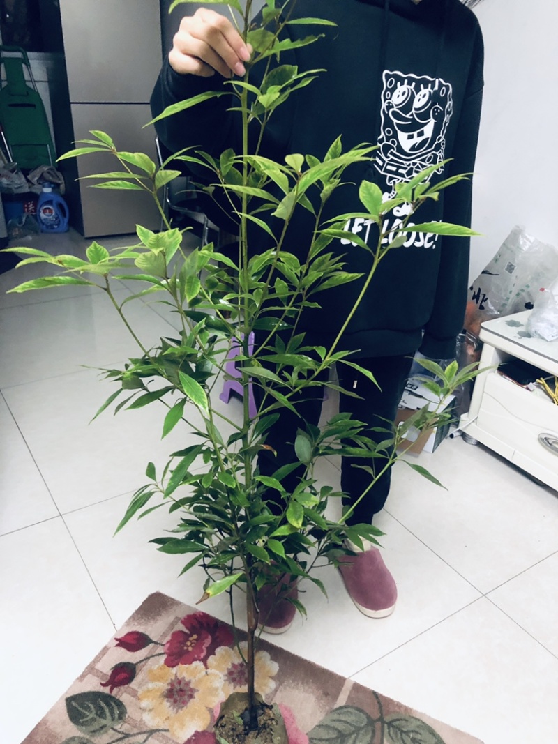 金丝楠木苗，小叶桢楠苗价格便宜