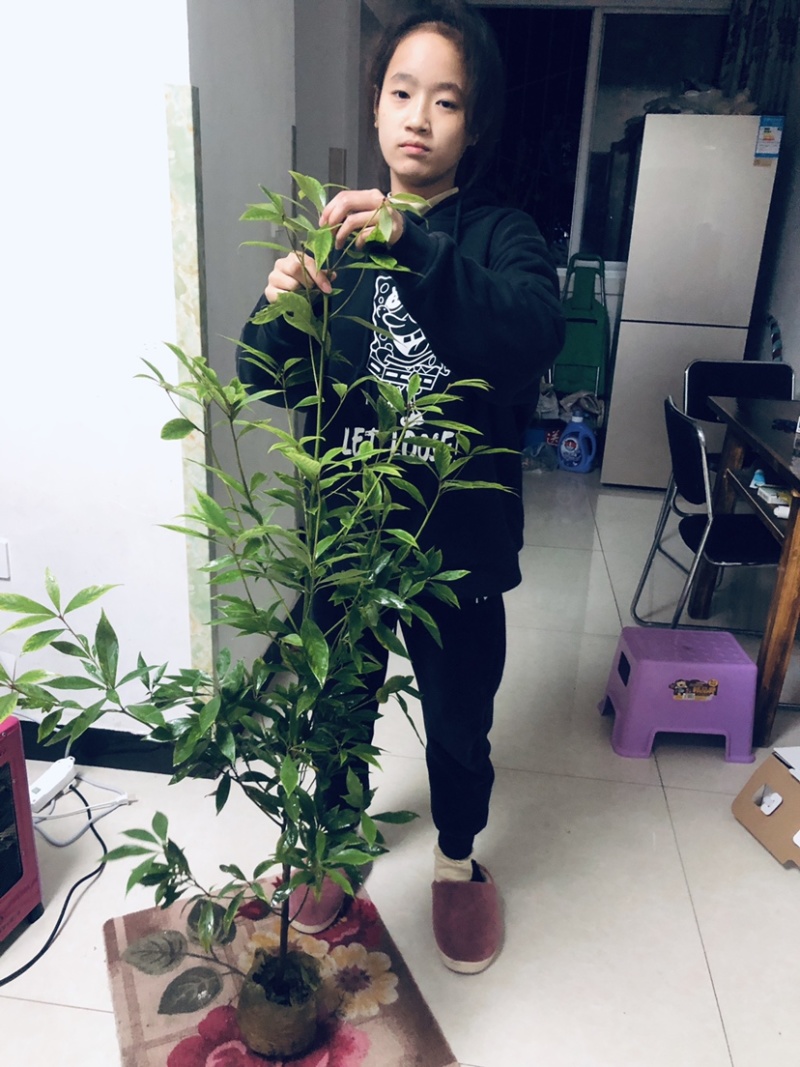 金丝楠木苗，小叶桢楠苗价格便宜