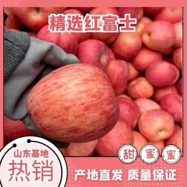 山东沂源红富士苹果产地大量上市,诚信代办电商,市场,优选