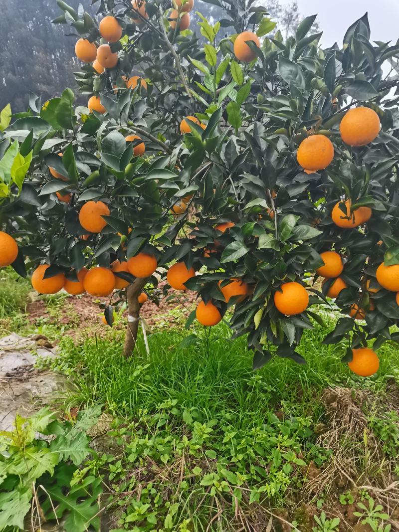 【荐】麻阳冰糖橙产地直供专业代办品质保障可接电商。
