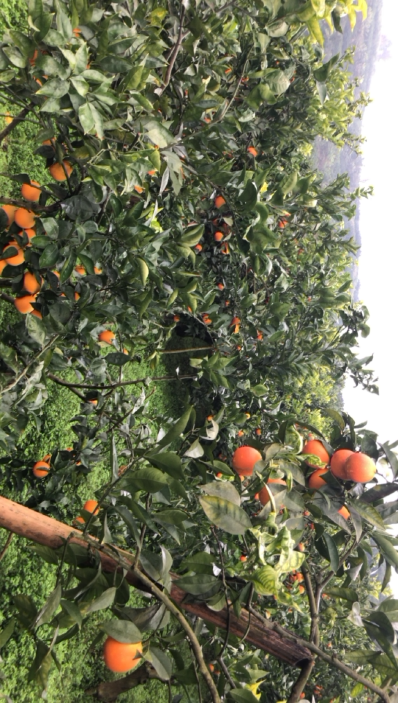 4号7号3号血橙主产区大量走货，颜色口感巴适得板