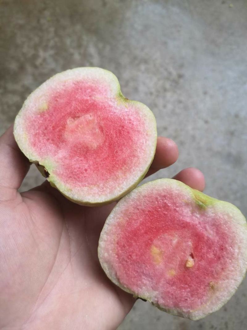 【高品质】台湾精选番石榴苗西瓜红番石榴品种多样可供选择