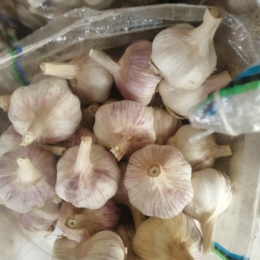 大蒜莱芜精加工大蒜，20_40扒皮精蒜