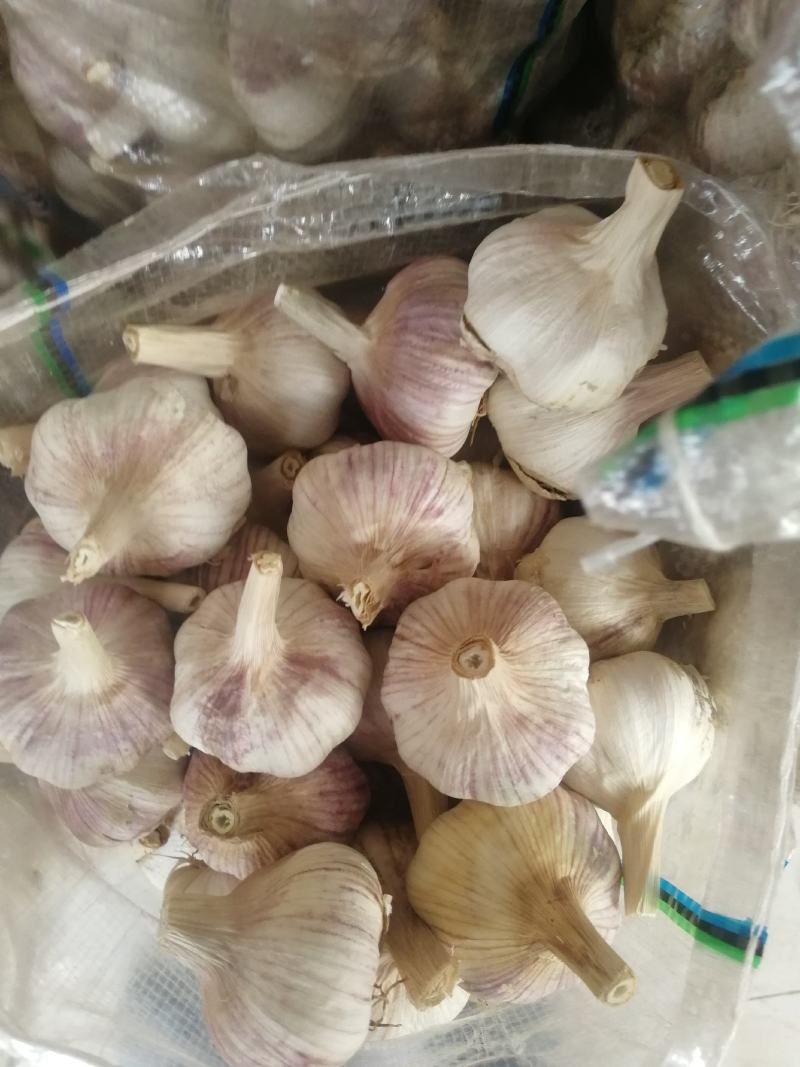 大蒜莱芜精加工大蒜，20_40扒皮精蒜