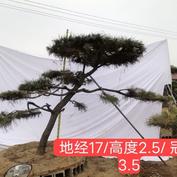 造型黑松纯正黑松造型松景观松泰山松盆景黑松桩